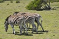 The zebra Royalty Free Stock Photo